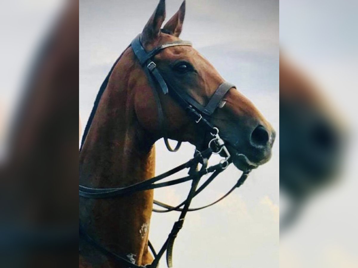 Polo Pony Gelding 19 years 15,3 hh Brown in Küssaberg