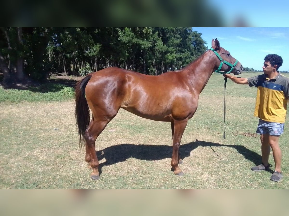 Polo Pony Gelding 4 years 15,1 hh Brown in San Miguel del monte, Buenos Aires province