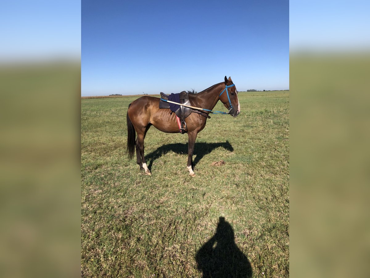 Polo Pony Mix Gelding 5 years 14,3 hh Brown in Flores