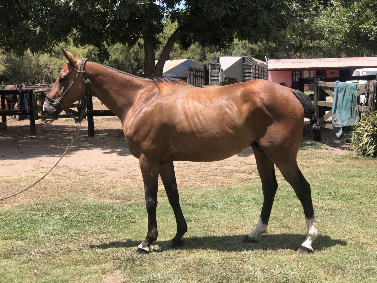 Polo Pony Gelding 7 years 15,1 hh Brown in Mainbernheim