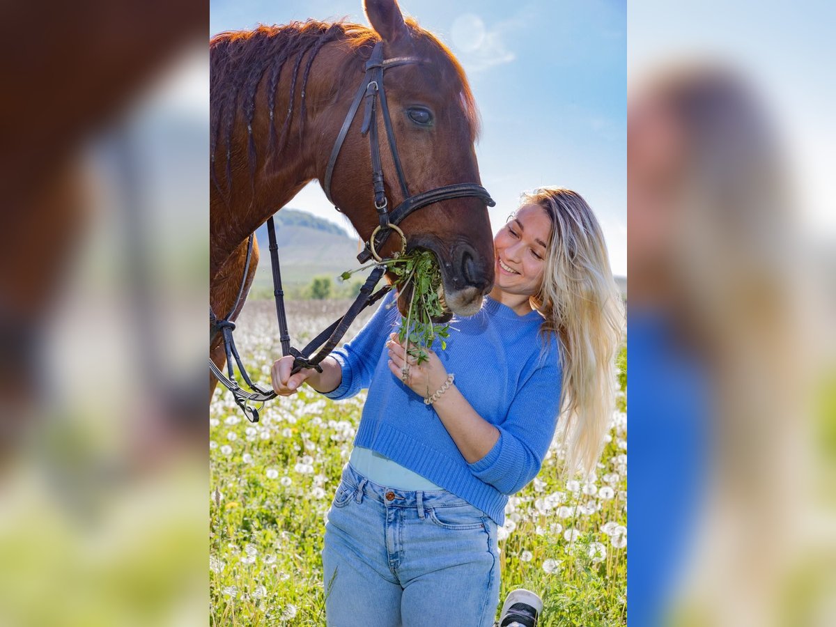 Polo Pony Mix Gelding 8 years 14,2 hh Chestnut-Red in Iphofen