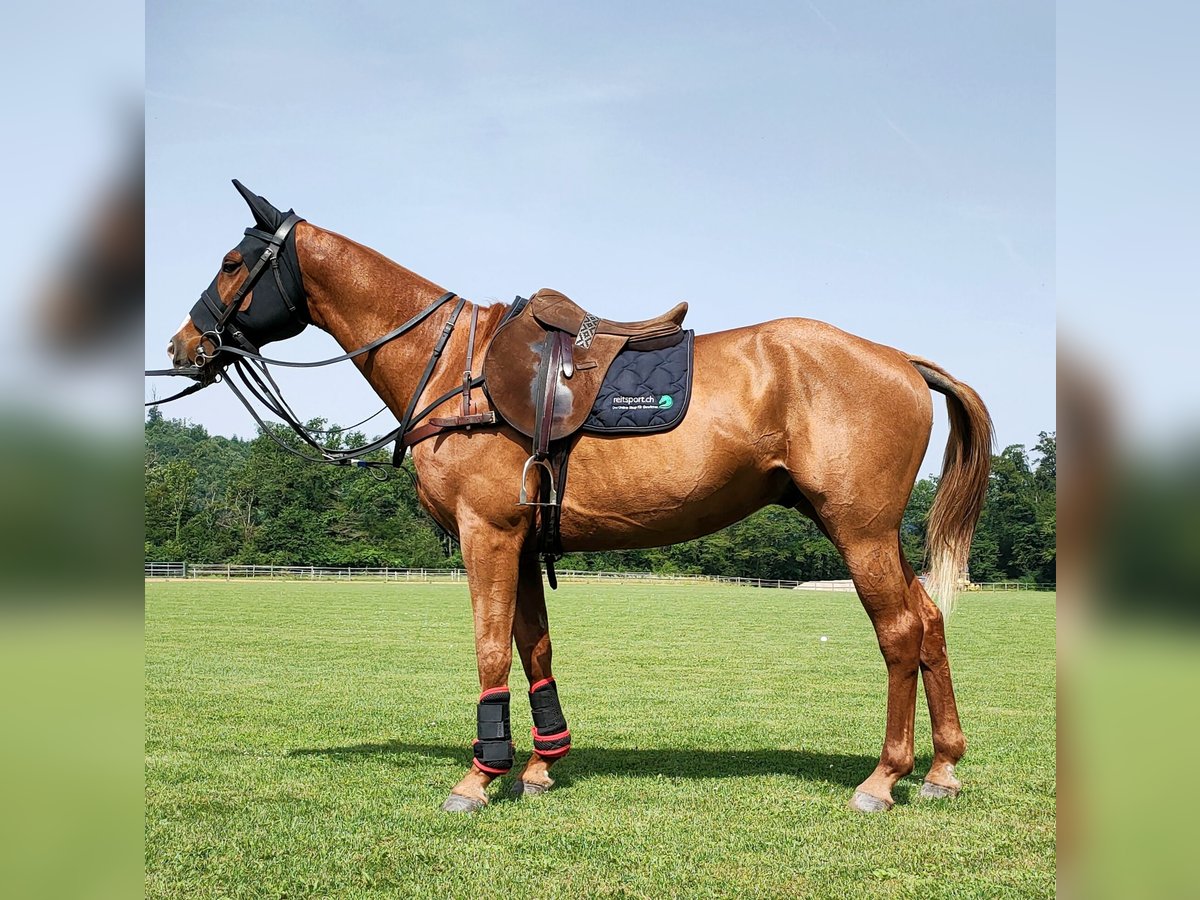 Polo Pony Mix Gelding 9 years 15,2 hh Chestnut-Red in Hettlingen
