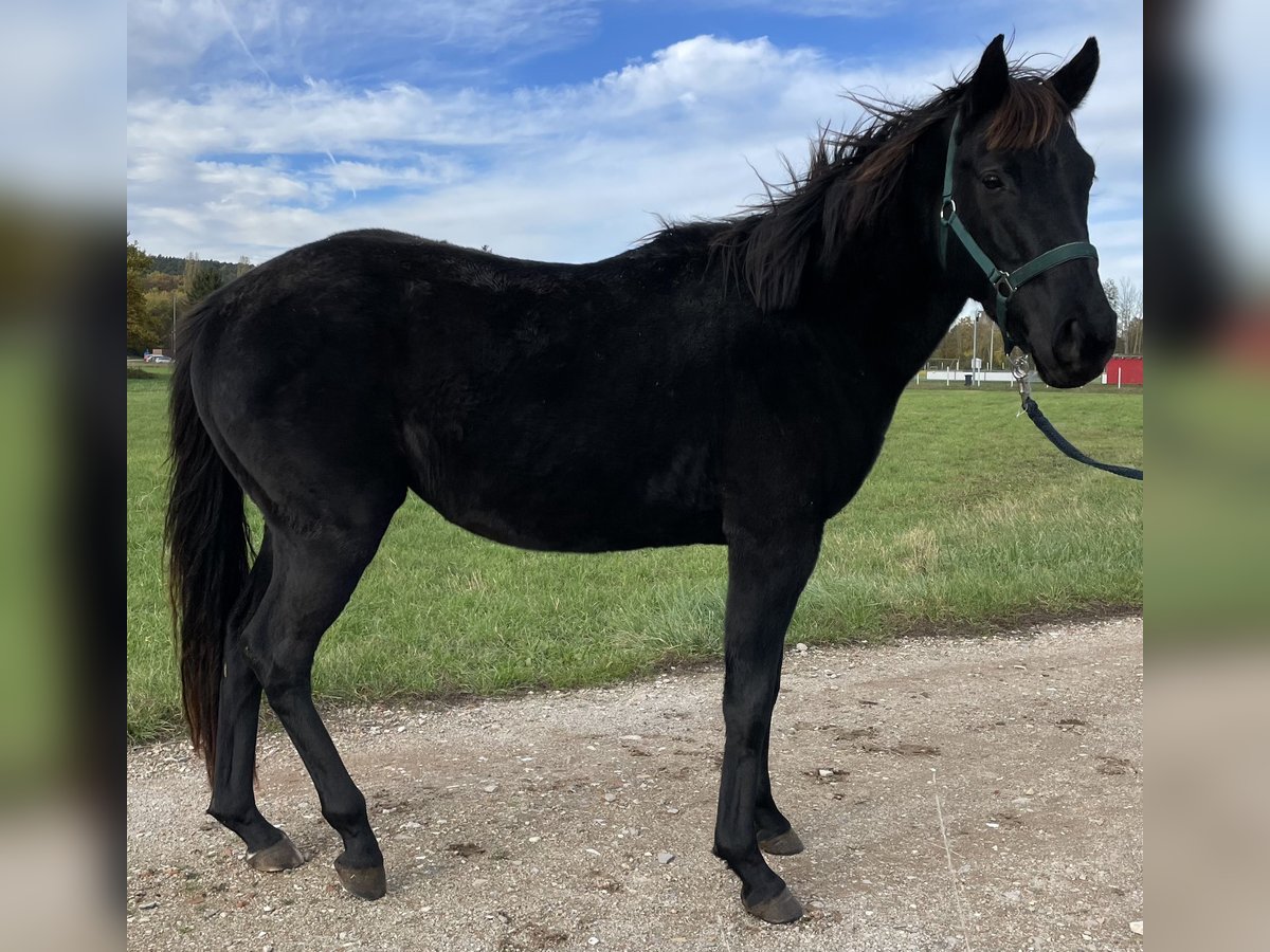 Polo Pony Hengst 4 Jahre 160 cm Brauner in Eggolsheim