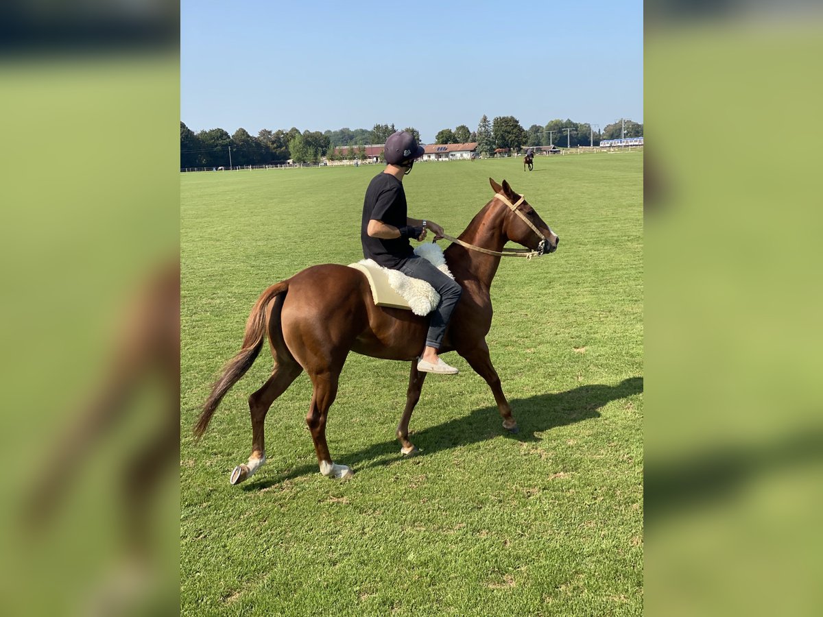 Polo Pony Mare 11 years Chestnut-Red in Holzkirchen