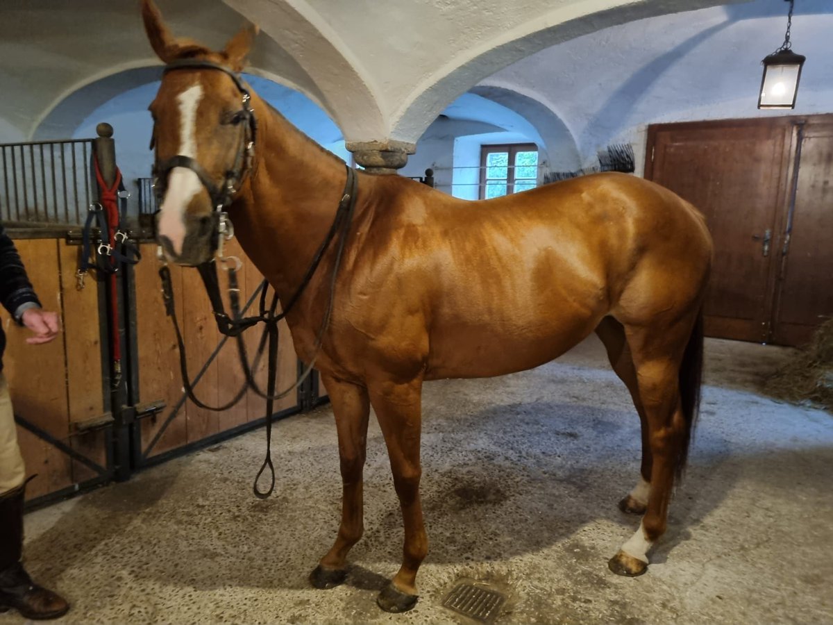 Polo Pony Mare 12 years 15 hh Chestnut-Red in Seeon-Seebruck