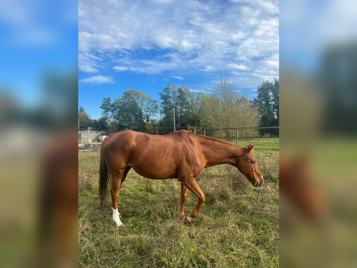 Polo Pony Mare 13 years 15,1 hh Chestnut-Red in Rafz
