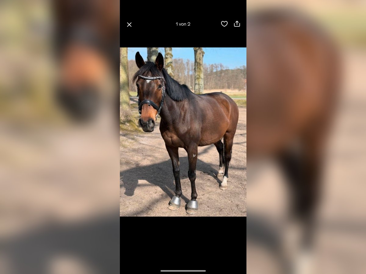 Polo Pony Mare 14 years 15,1 hh Brown in Butjadingen