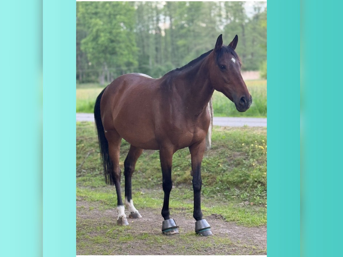 Polo Pony Mare 14 years 15,1 hh Brown in Thomasburg