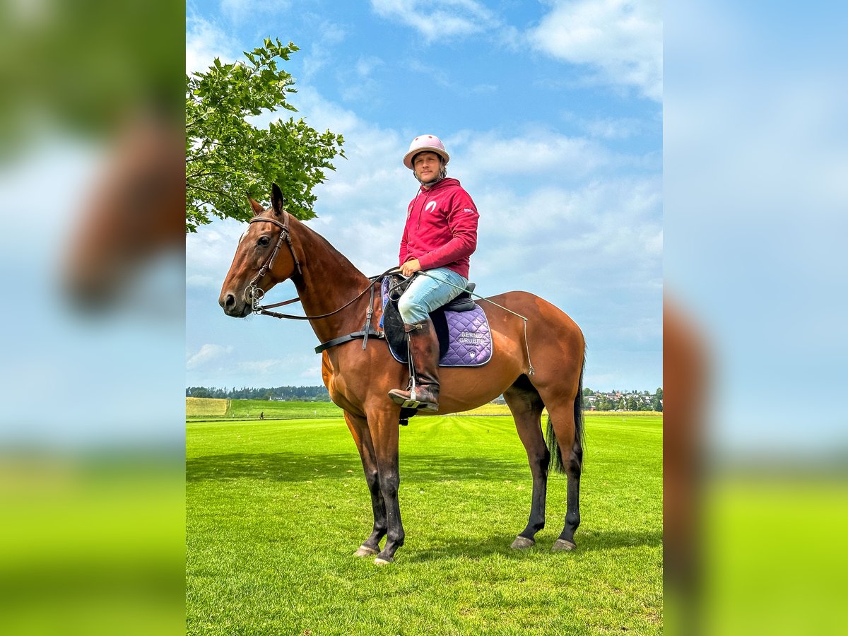 Polo Pony Mare 18 years 14,2 hh Brown in Seuzach