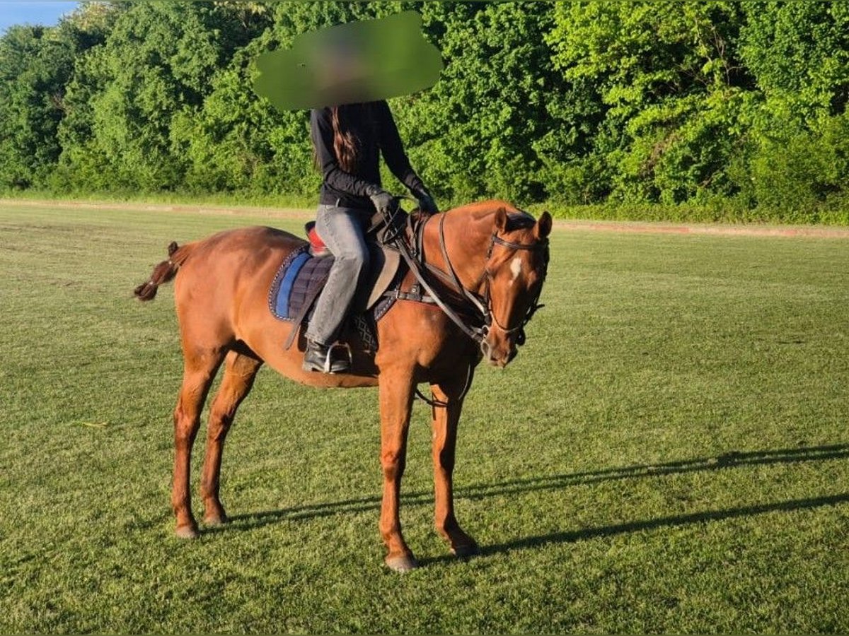 Polo Pony Mix Mare 19 years Chestnut-Red in Niederweiden