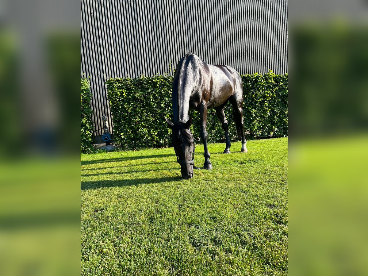 Polo Pony Mare 21 years 14,3 hh Black in Rafz