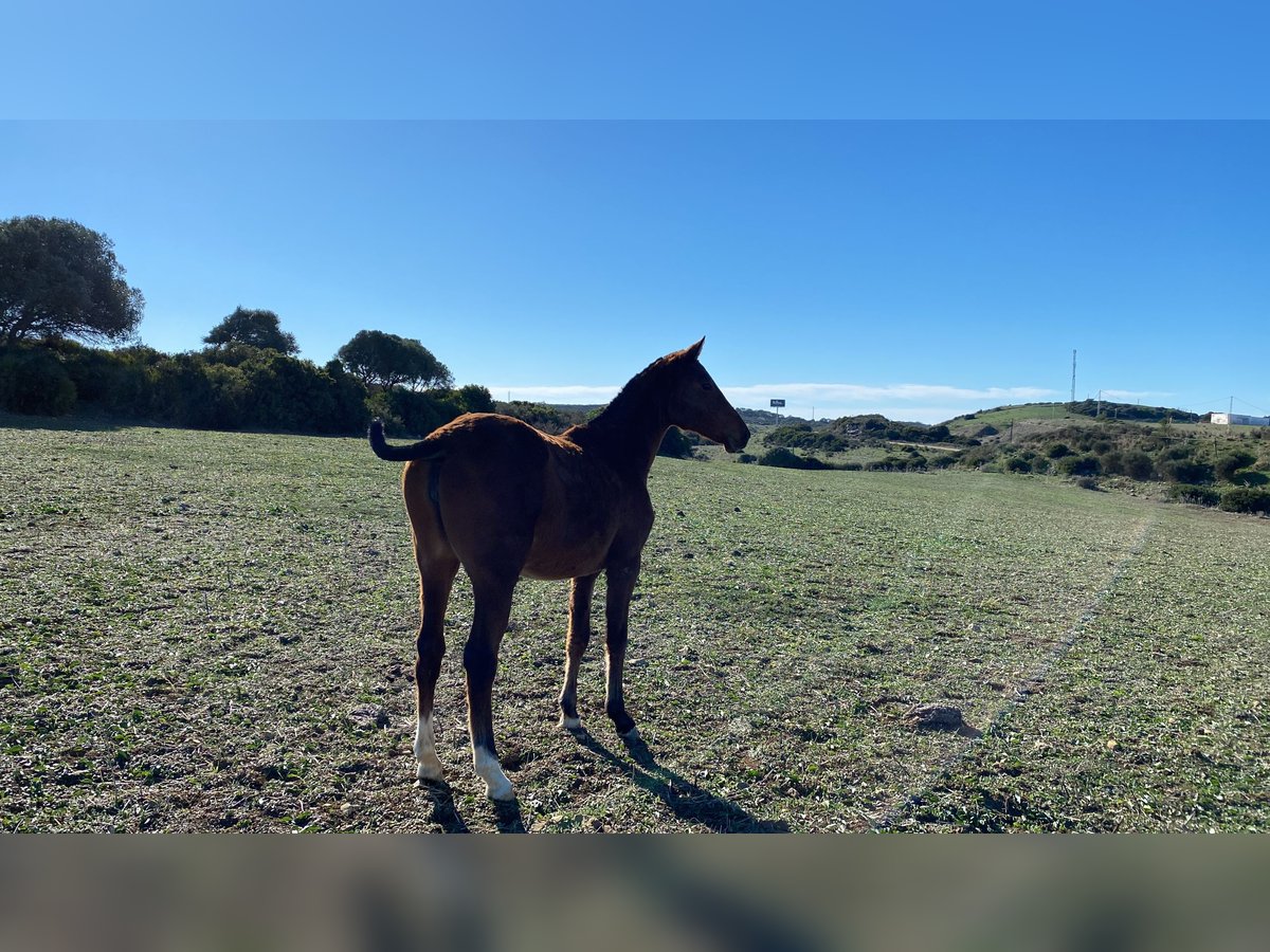 Polo Pony Mix Mare 2 years Brown in Sotogrande
