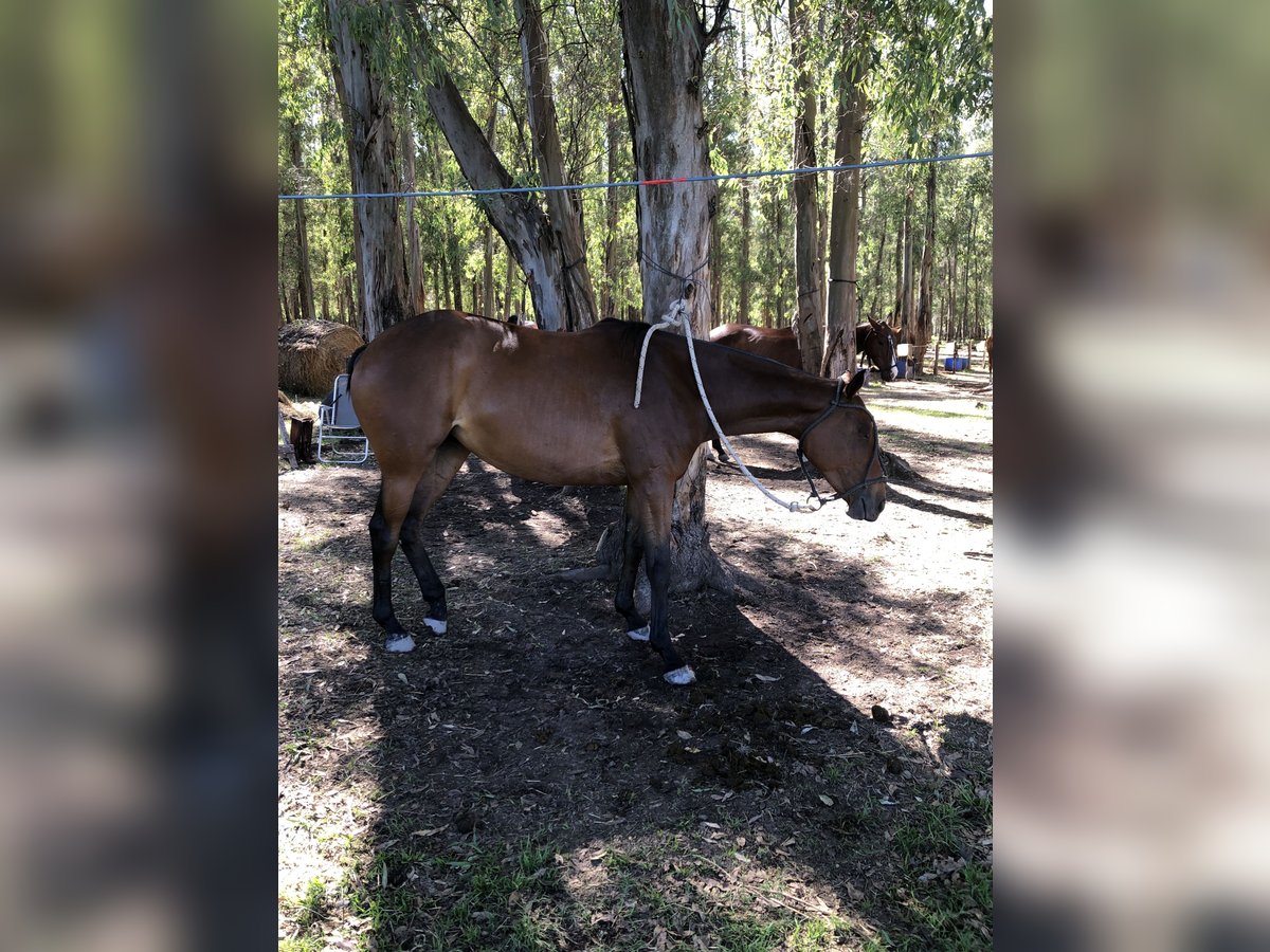 Polo Pony Mare 6 years 15 hh Brown in ranchos