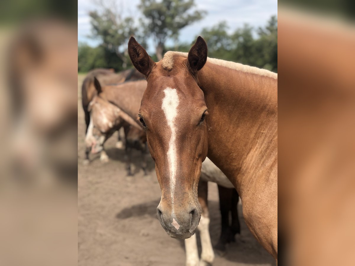 Polo Pony Mare 7 years 14,3 hh Palomino in Mainbernheim