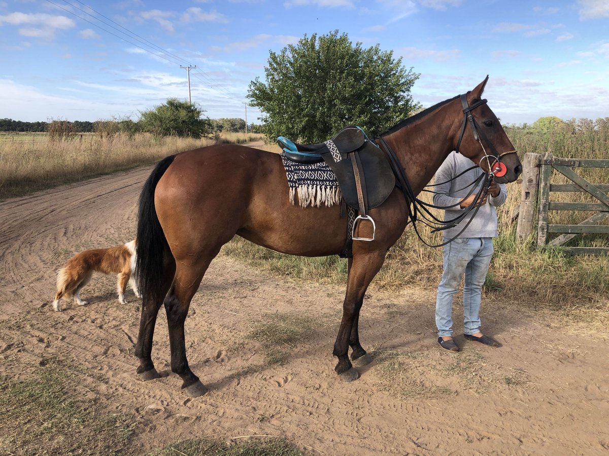 Polo Pony Mare 7 years 15,1 hh Brown in General Belgrano