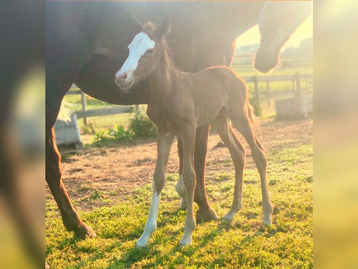 Polo Pony Mare Foal (07/2025) 15,1 hh Chestnut in Niv&#xE5;