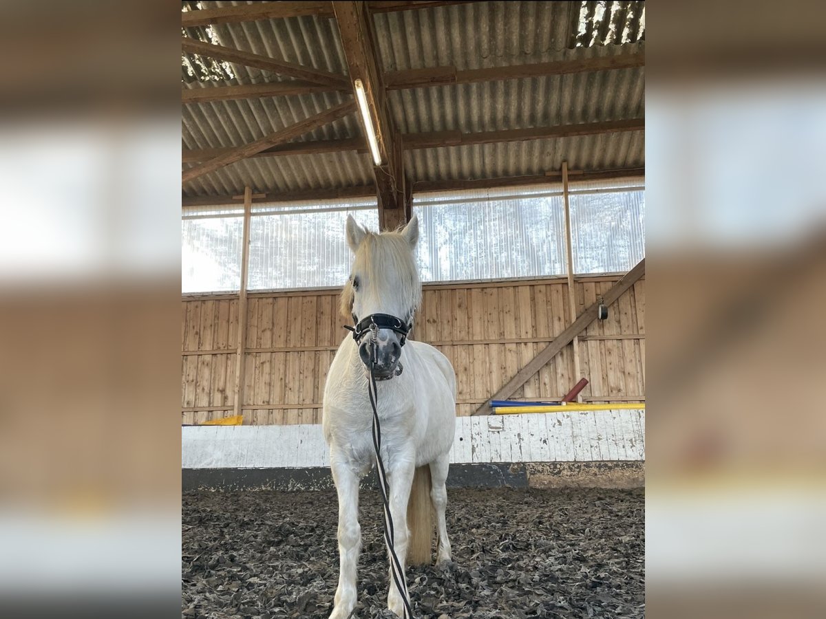 Polo Pony Merrie 16 Jaar 130 cm Schimmel in Hamburg