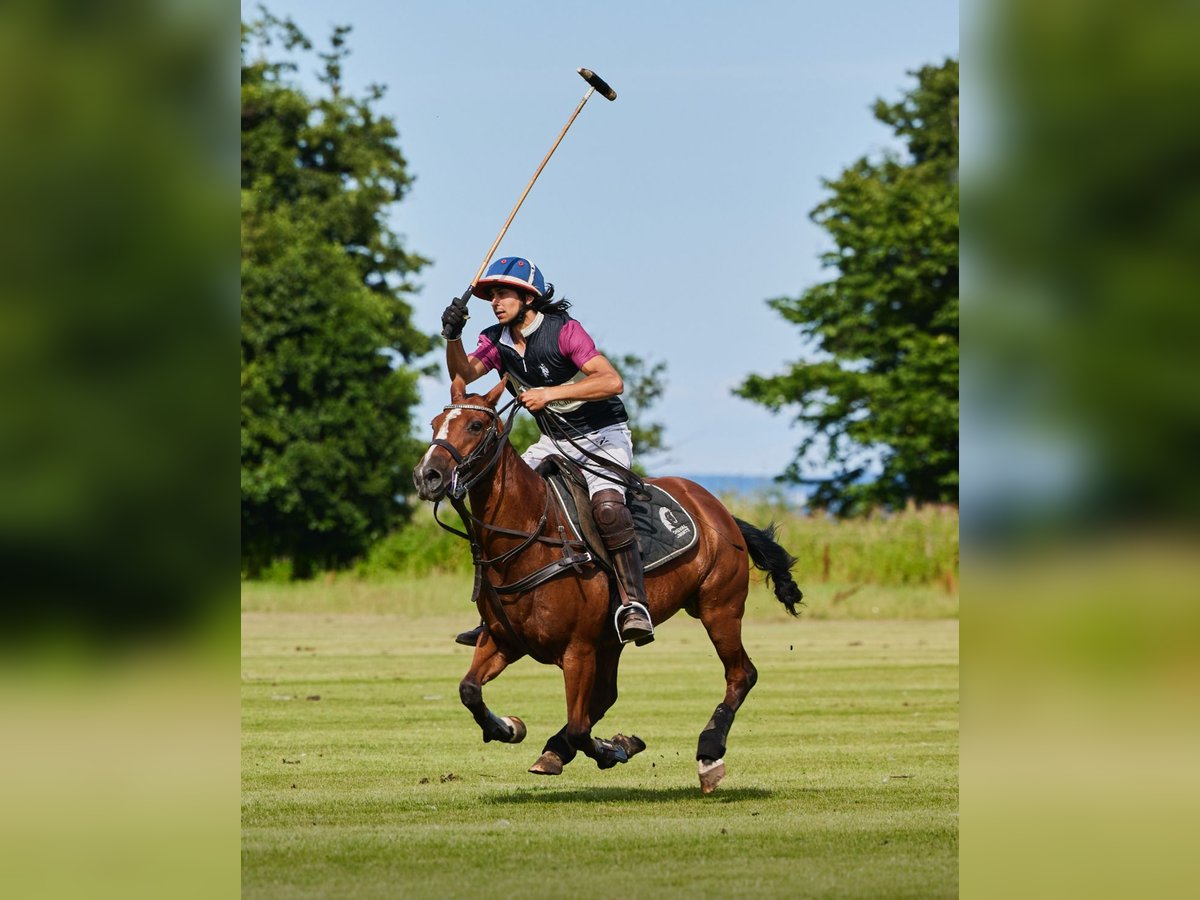 Polo Pony Merrie 16 Jaar 150 cm Roodbruin in Nivå