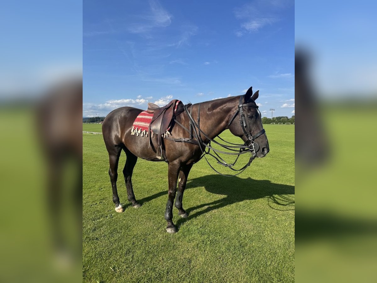 Polo Pony Merrie 17 Jaar Zwartbruin in M&#xFC;nchen