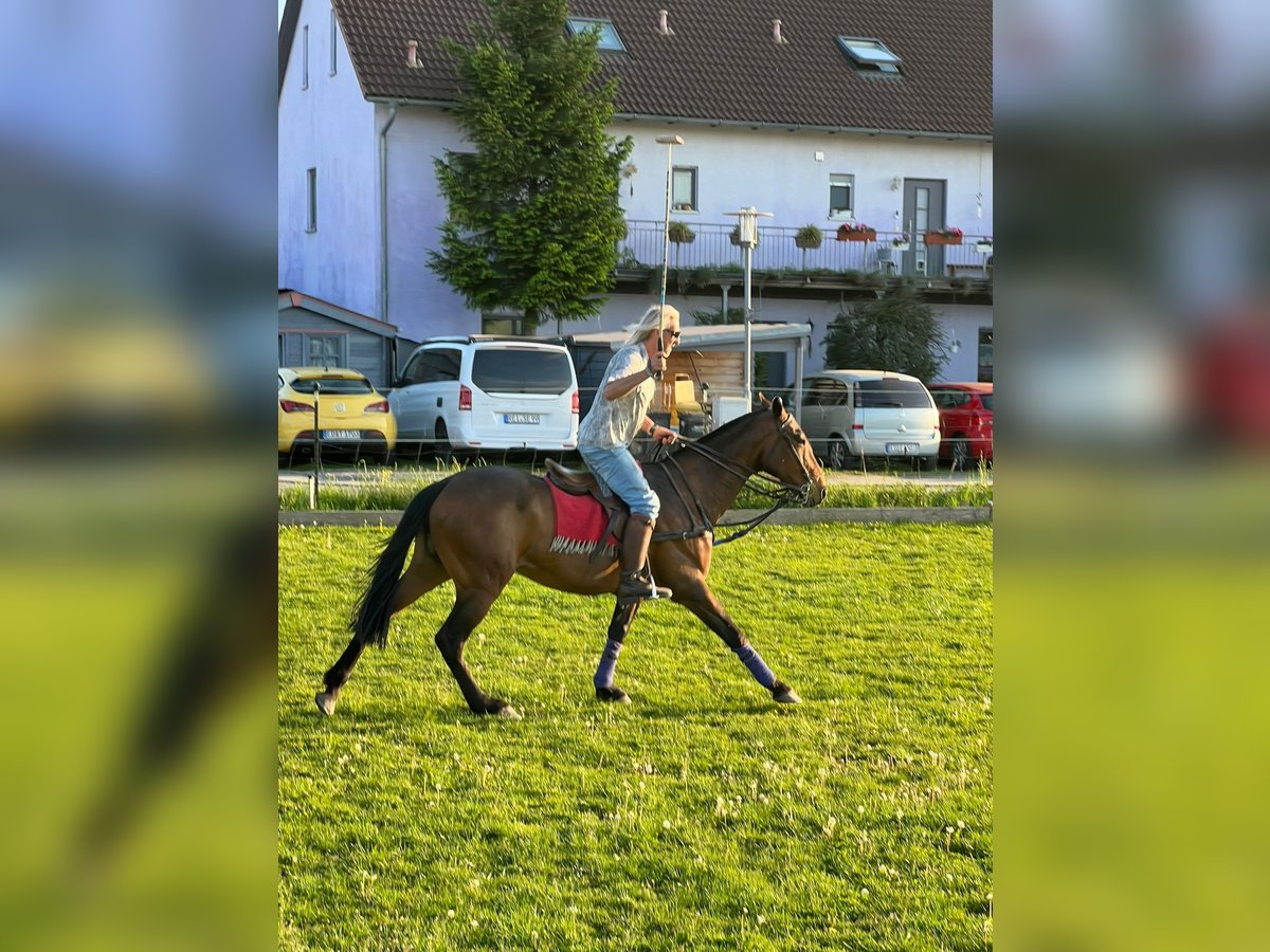 Polo Pony Merrie 20 Jaar 159 cm Donkerbruin in OberdingOberding