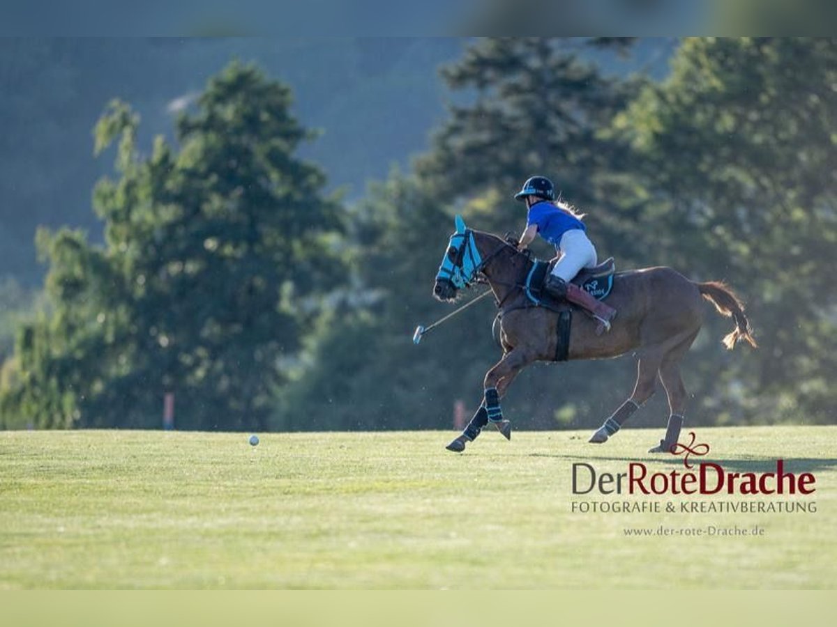 Polo Pony Merrie 6 Jaar in Waldshut-Tiengen