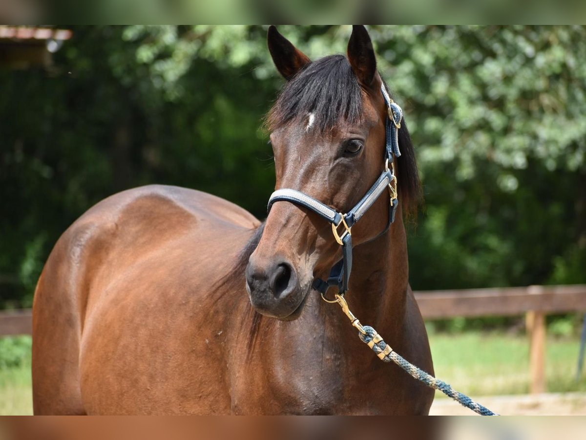 Polo Pony Merrie 7 Jaar 152 cm in Schönwalde