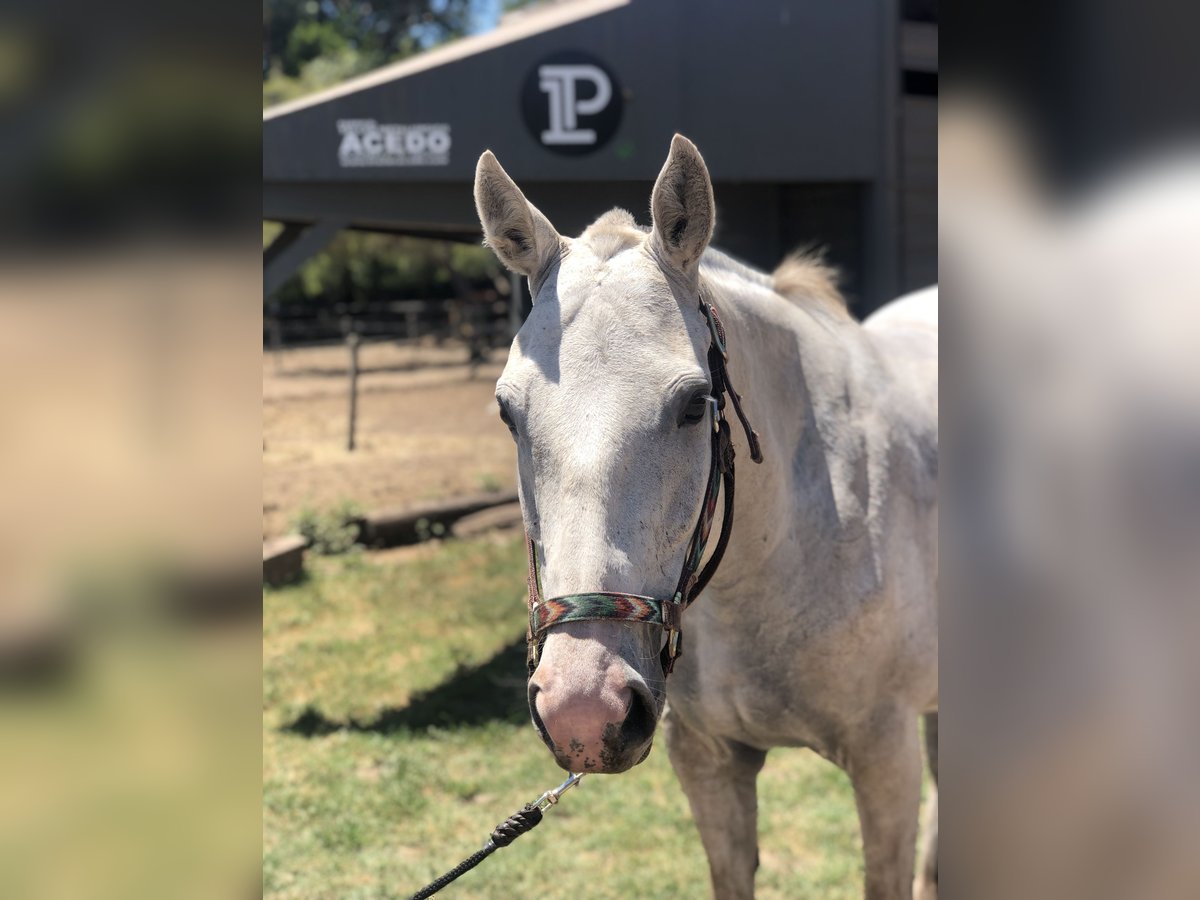 Polo Pony Merrie 8 Jaar 152 cm Schimmel in General Belgrano, Provincia Buenos Aires