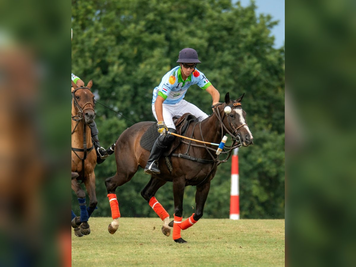 Polo Pony Merrie 9 Jaar 154 cm Donkerbruin in Merl Polo Pony Merrie 9 Jaar 154 cm Donkerbruin in Merl