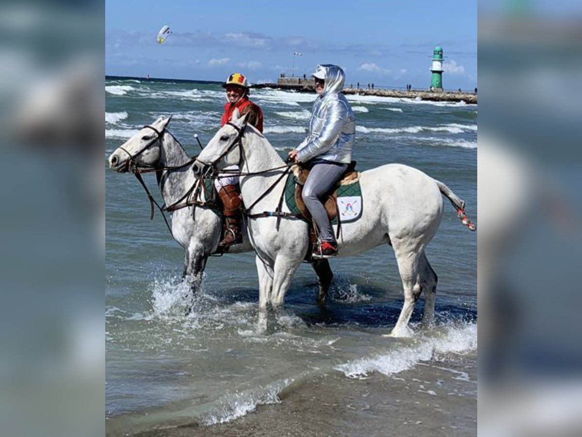 Polo Pony Ruin 17 Jaar 158 cm Schimmel in Schönaich