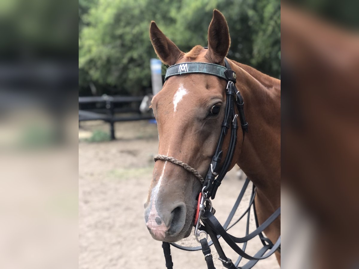 Polo Pony Stute 11 Jahre 152 cm Fuchs in General Belgrano, Provincia Buenos Aires