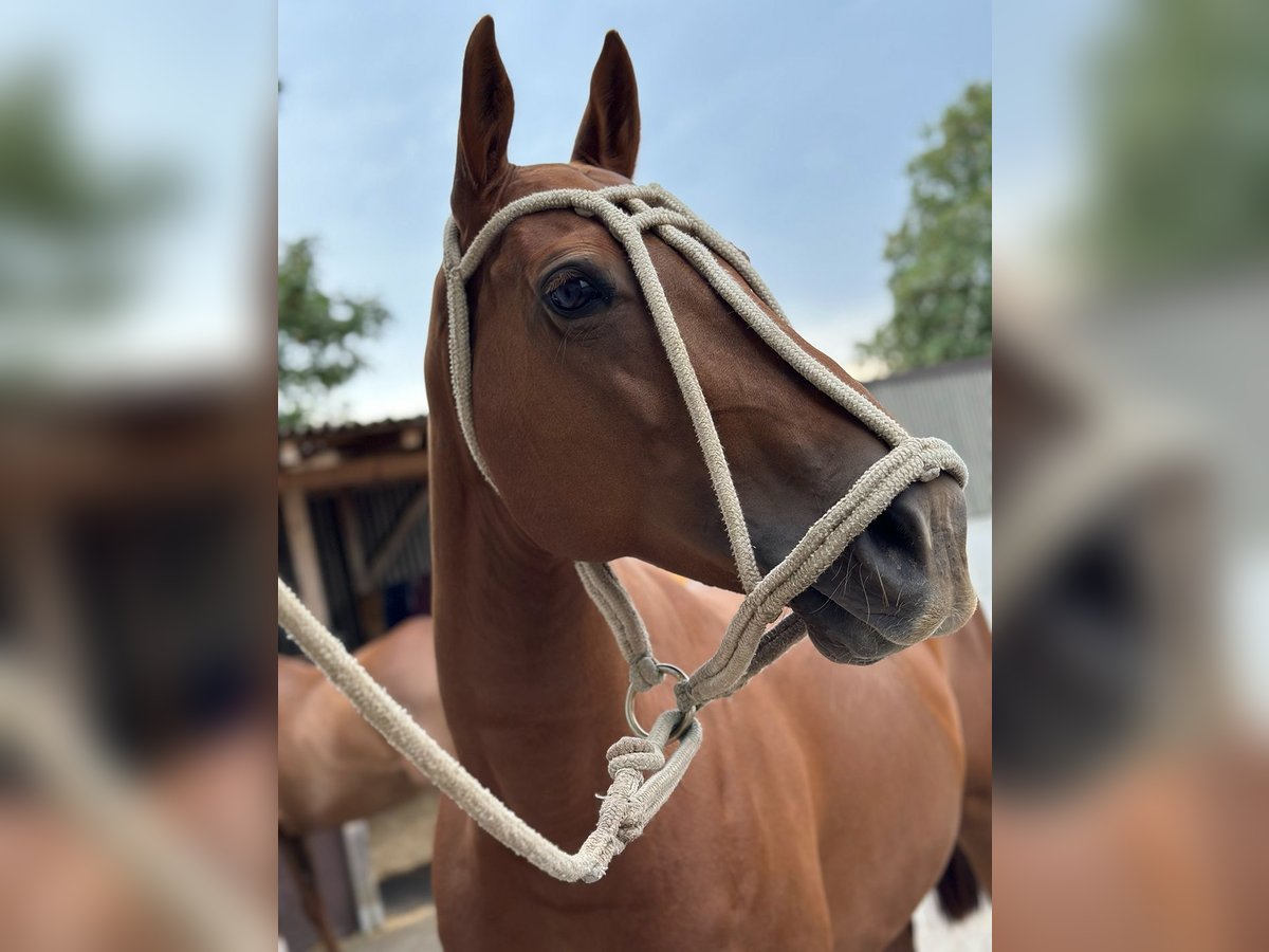 Polo Pony Stute 13 Jahre 148 cm Fuchs in Seuzach