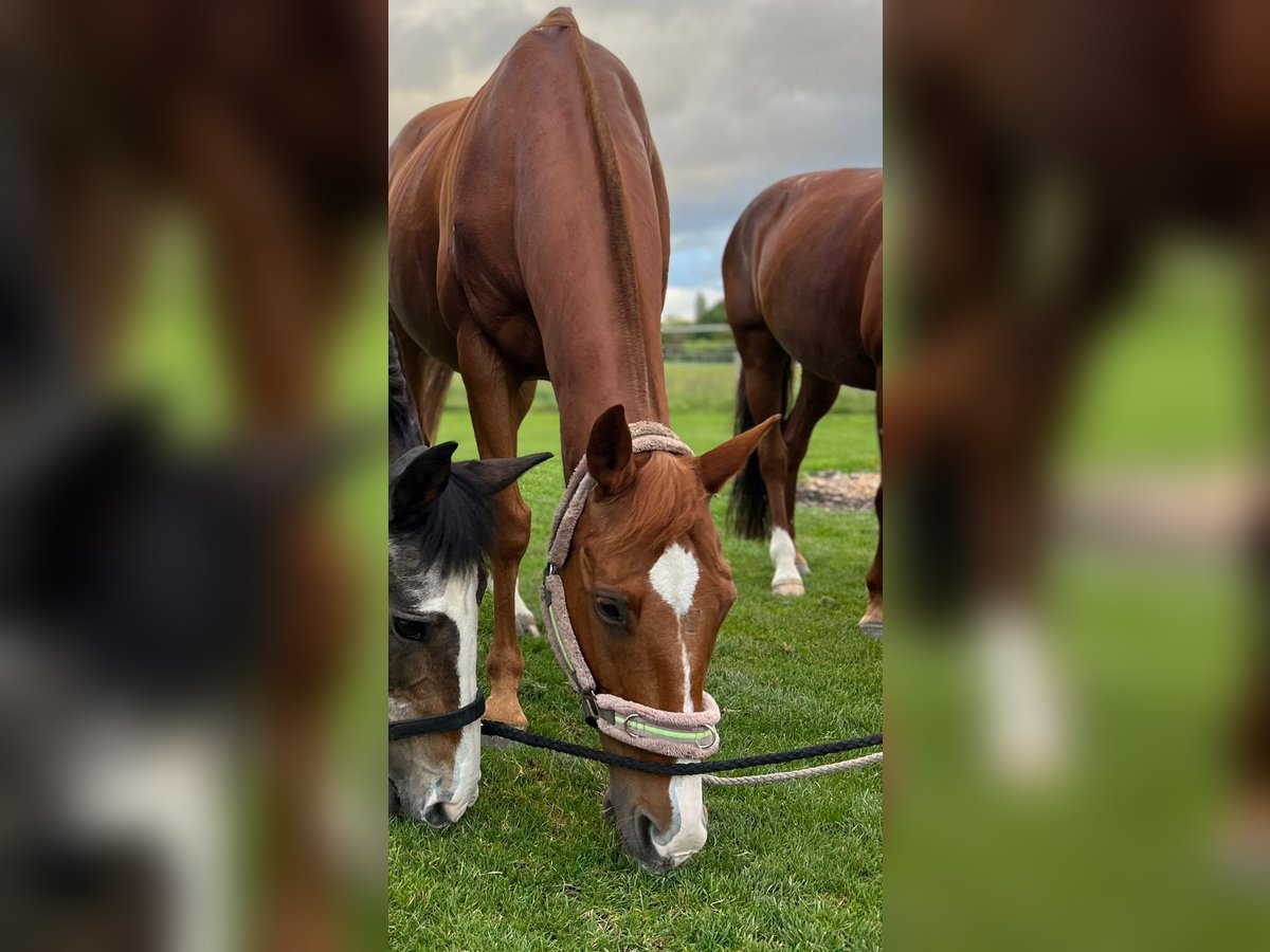 Polo Pony Stute 13 Jahre 155 cm Fuchs in Rafz