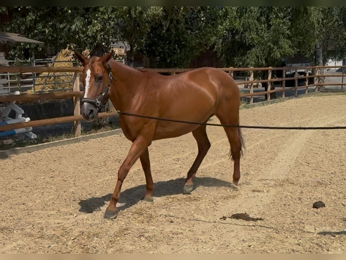 Polo Pony Stute 13 Jahre Fuchs in 6331