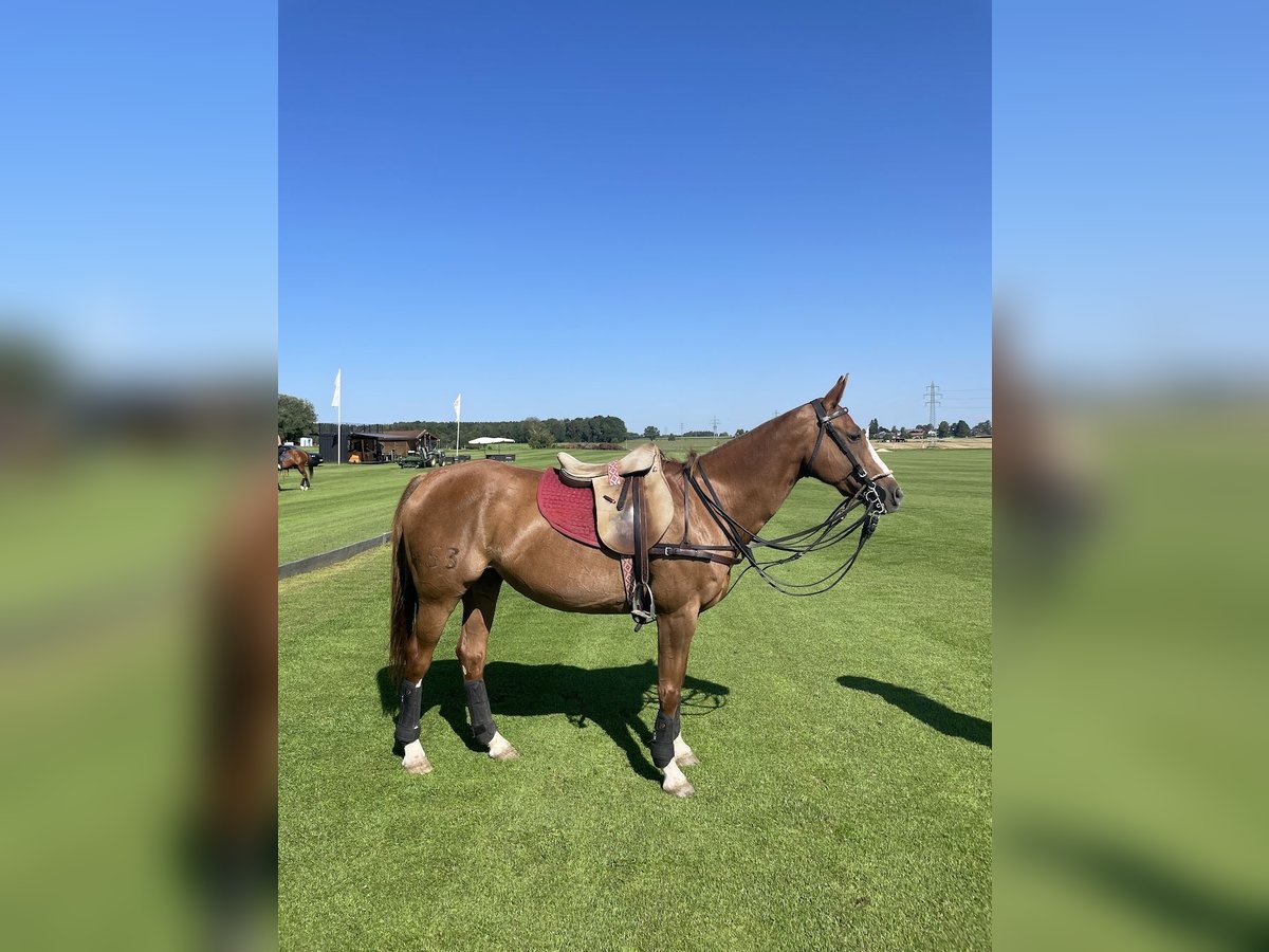 Polo Pony Stute 14 Jahre Fuchs in M&#xFC;nchen