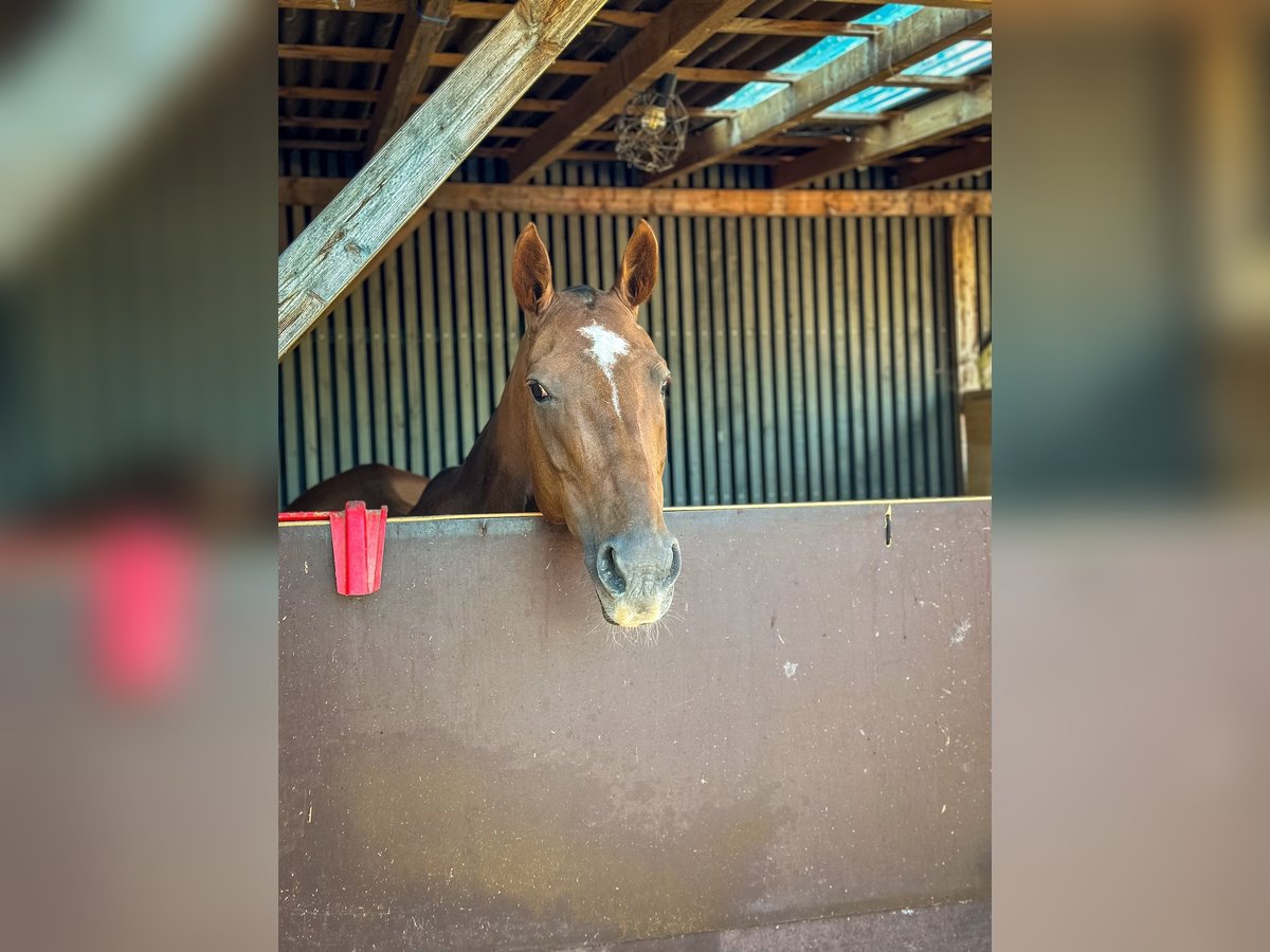 Polo Pony Stute 17 Jahre 148 cm Dunkelfuchs in Seuzach