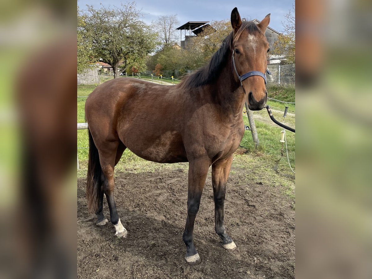 Polo Pony Stute 4 Jahre 154 cm Brauner in Eggolsheim