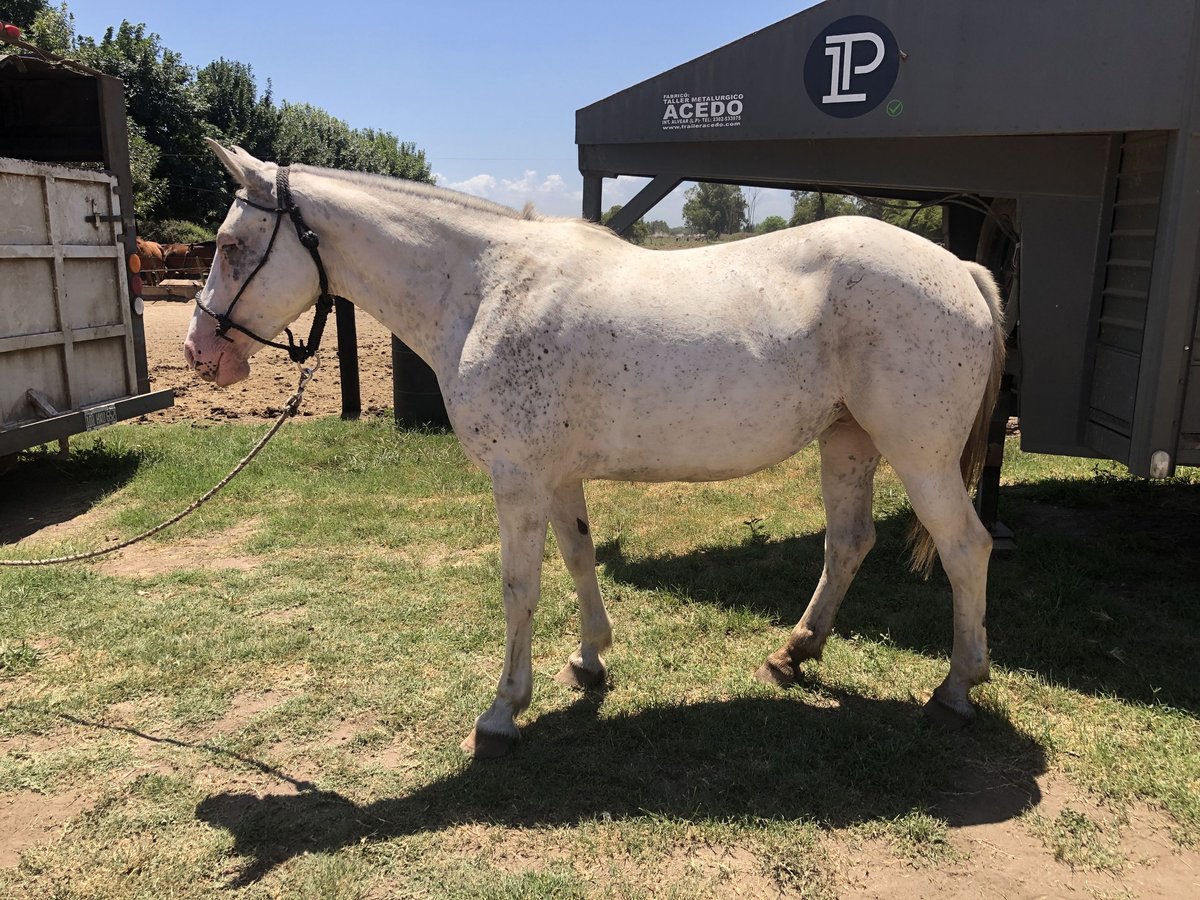 Polo Pony Stute 8 Jahre 153 cm Schimmel in General Belgrano, Provincia Buenos Aires