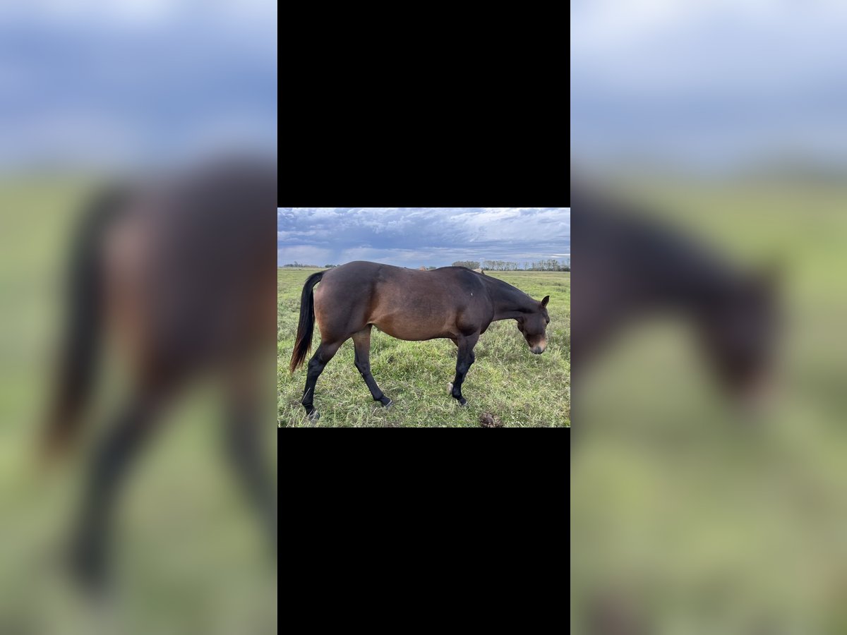 Polo Pony Stute 8 Jahre 160 cm Rappe in San Miguel del monte, Buenos Aires province