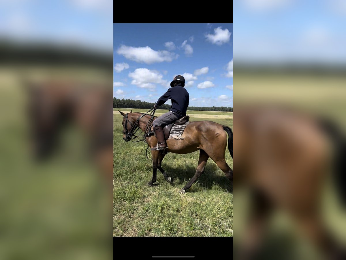 Polo Pony Stute 9 Jahre 155 cm Brauner in San Miguel del monte, Buenos Aires, province