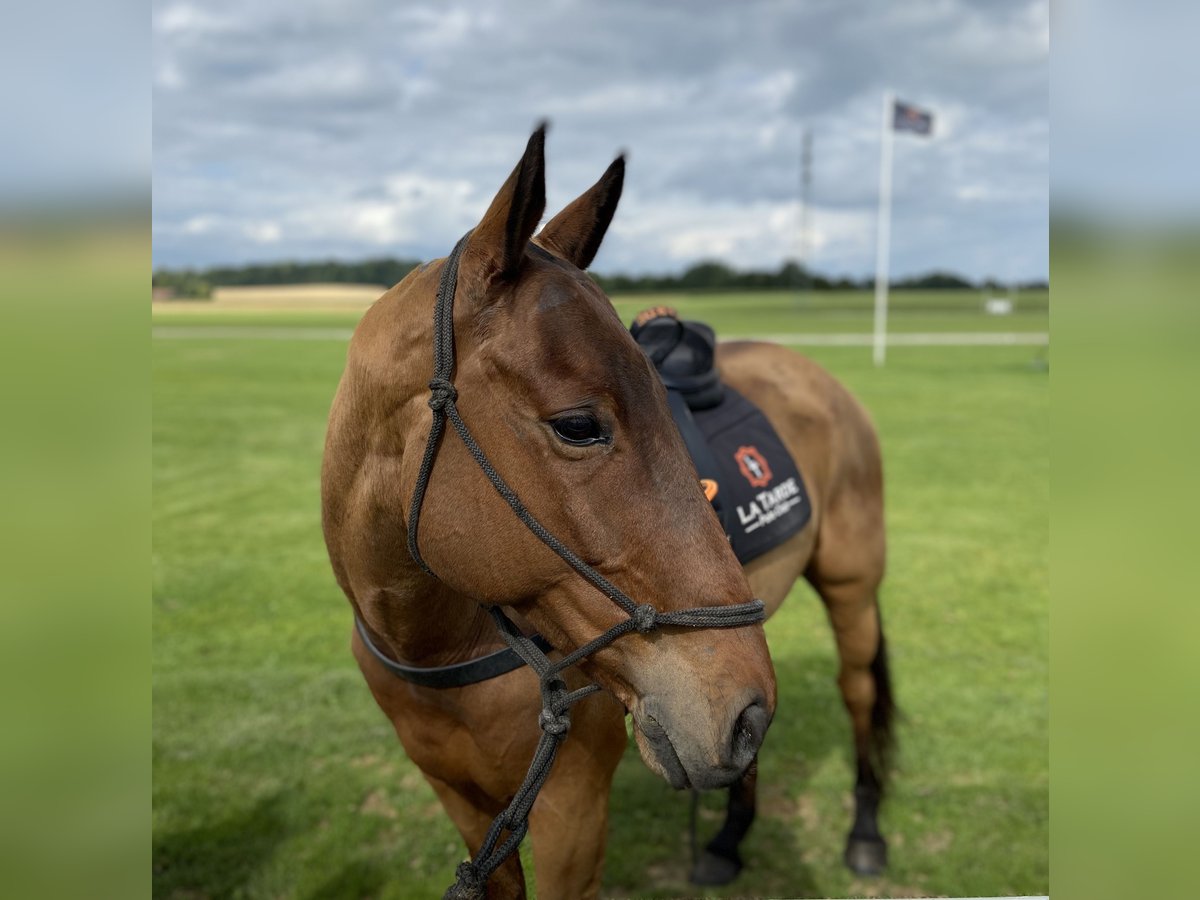 Polo Pony Wallach 10 Jahre Brauner in Holzkirchen