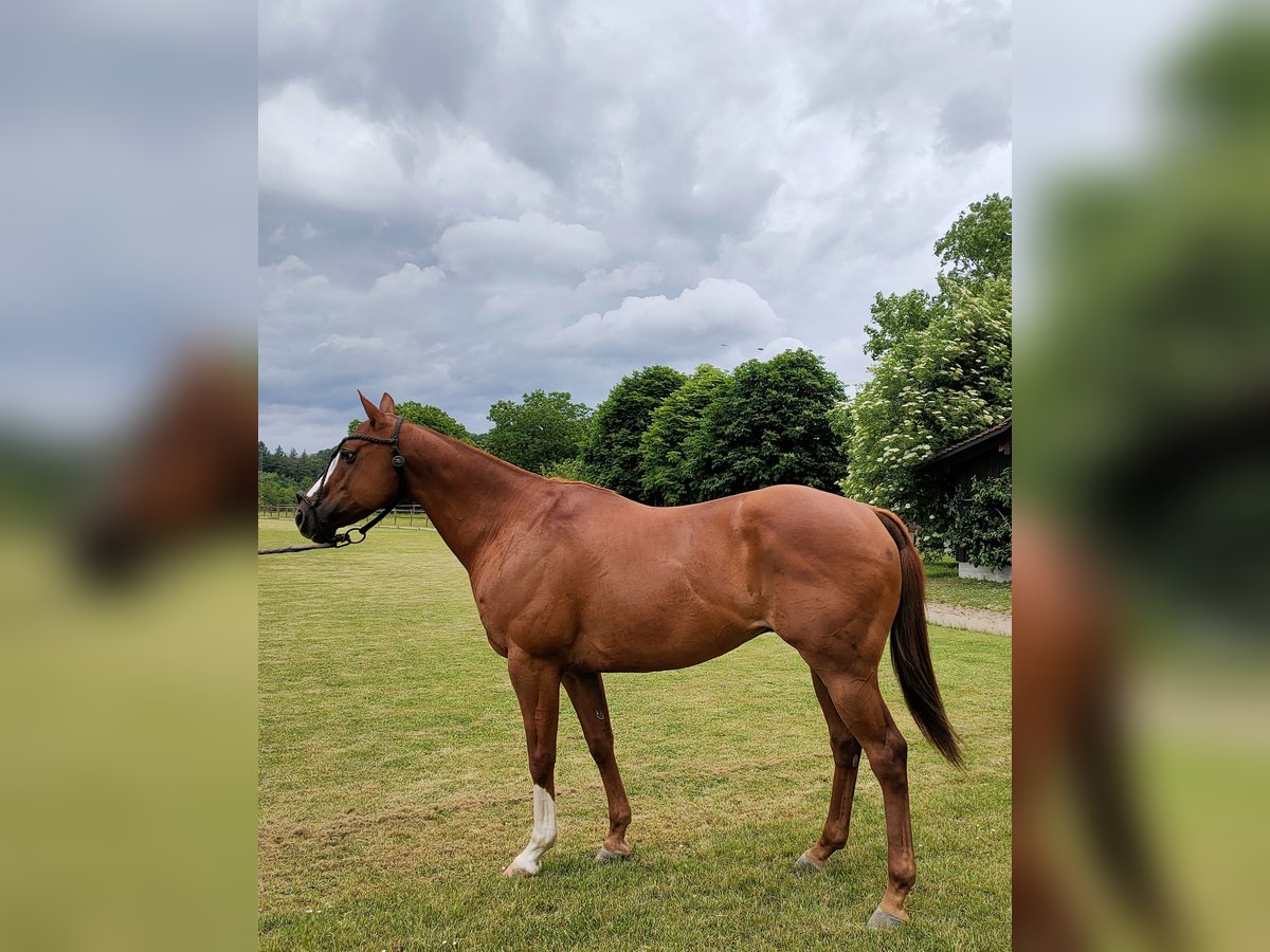 Polo Pony Wallach 10 Jahre Dunkelfuchs in Hettlingen