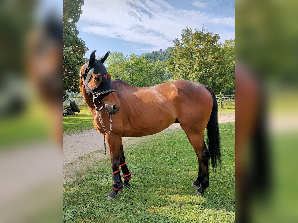 Polo Pony Wallach 15 Jahre 155 cm Brauner in Hettlingen