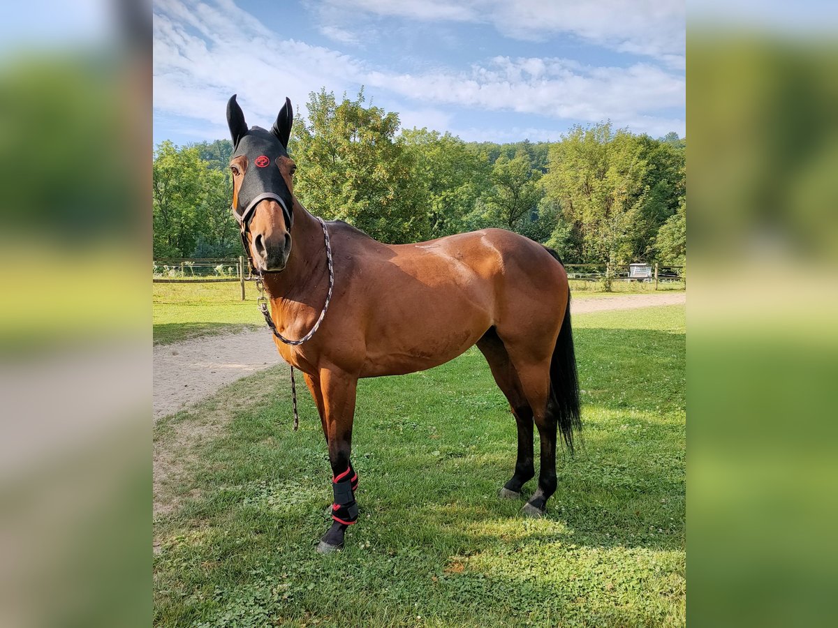 Polo Pony Wallach 16 Jahre 157 cm Brauner in Hettlingen
