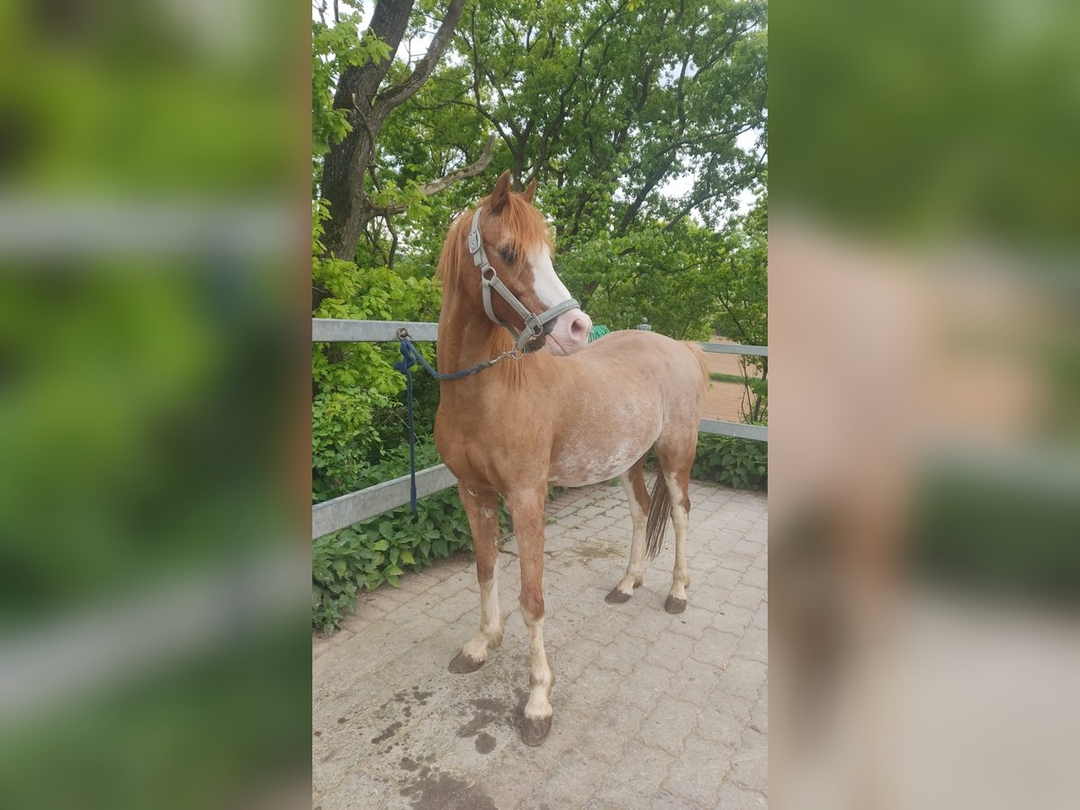 Polo Pony Wallach 17 Jahre 130 cm Schecke in Walsdorf