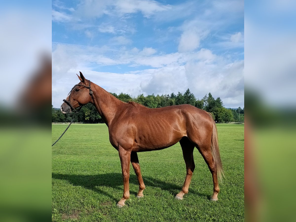 Polo Pony Mix Wallach 9 Jahre 160 cm Fuchs in Hettlingen