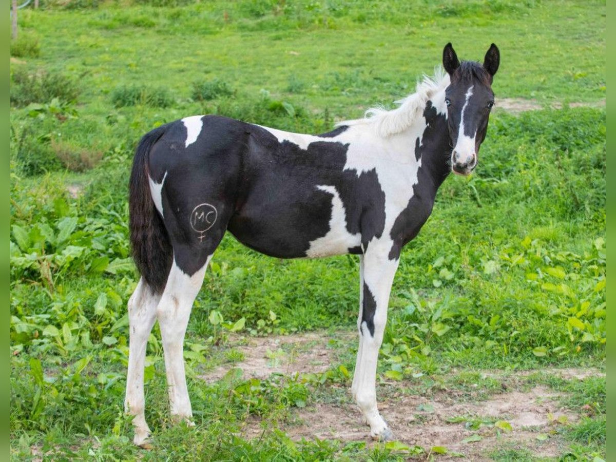 Polska Ardenner Blandning Valack 1 år 160 cm Kan vara vit in Fredensborg