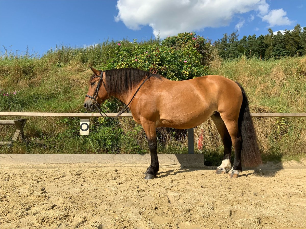 Polska kallt blod Sto 15 år 158 cm Brun in Erbacher