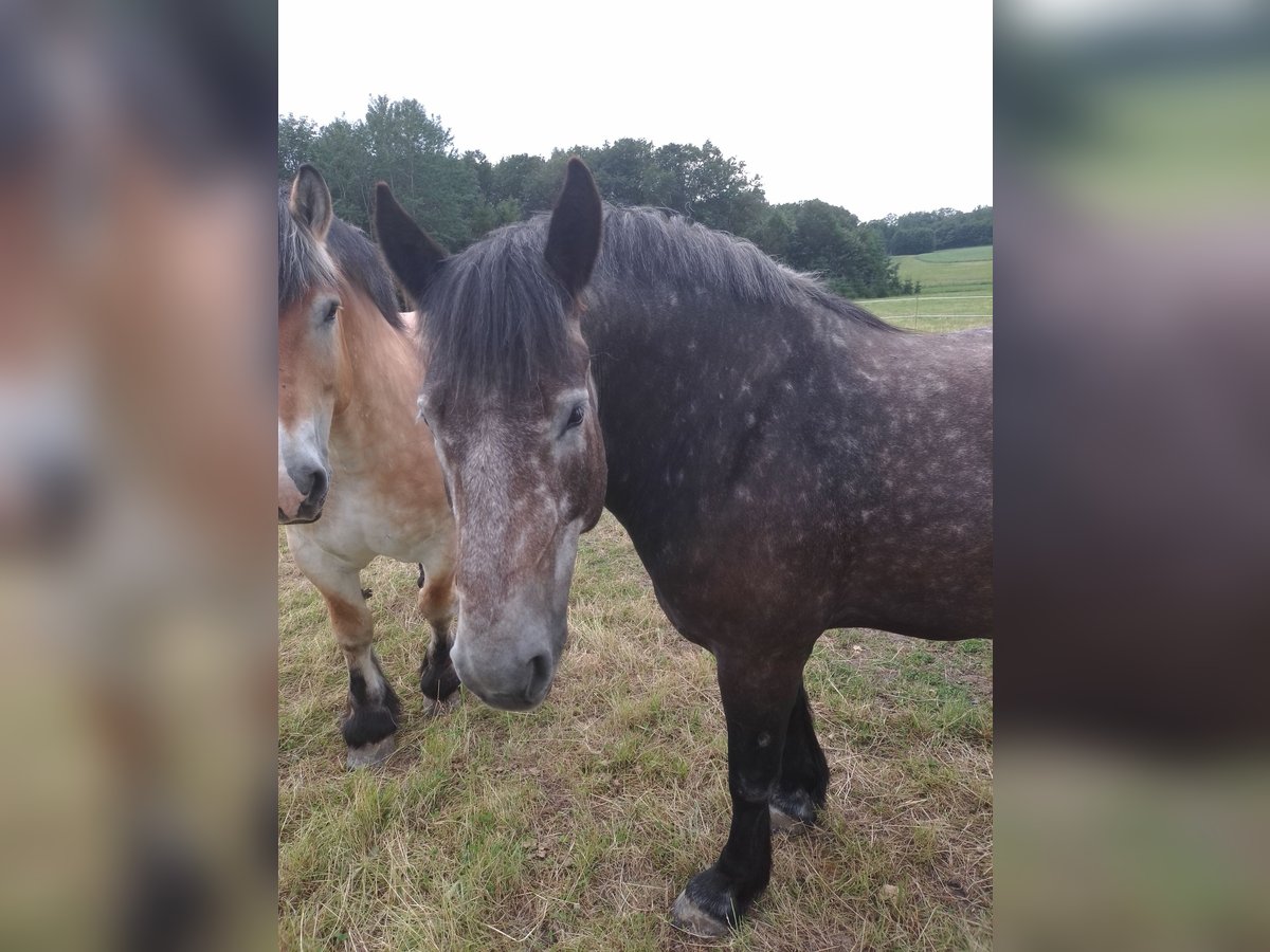 Polska kallt blod Sto 6 år 165 cm Grå-flugskimmel in Hartenstein