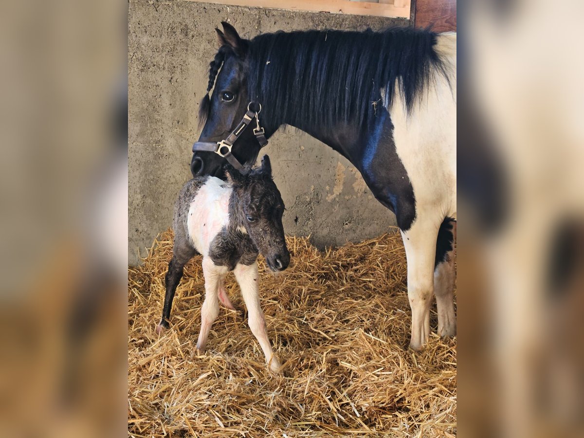 Polska ridning ponny Blandning Hingst Föl (08/2024) 112 cm Pinto in Bad Saulgau-Bondorf