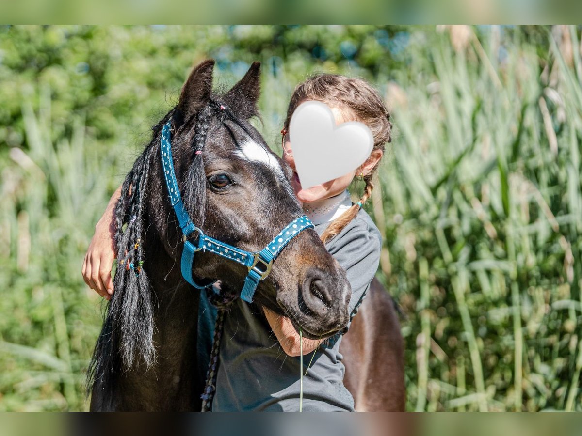 Polska ridning ponny Sto 11 år 110 cm Svart in Aldrans